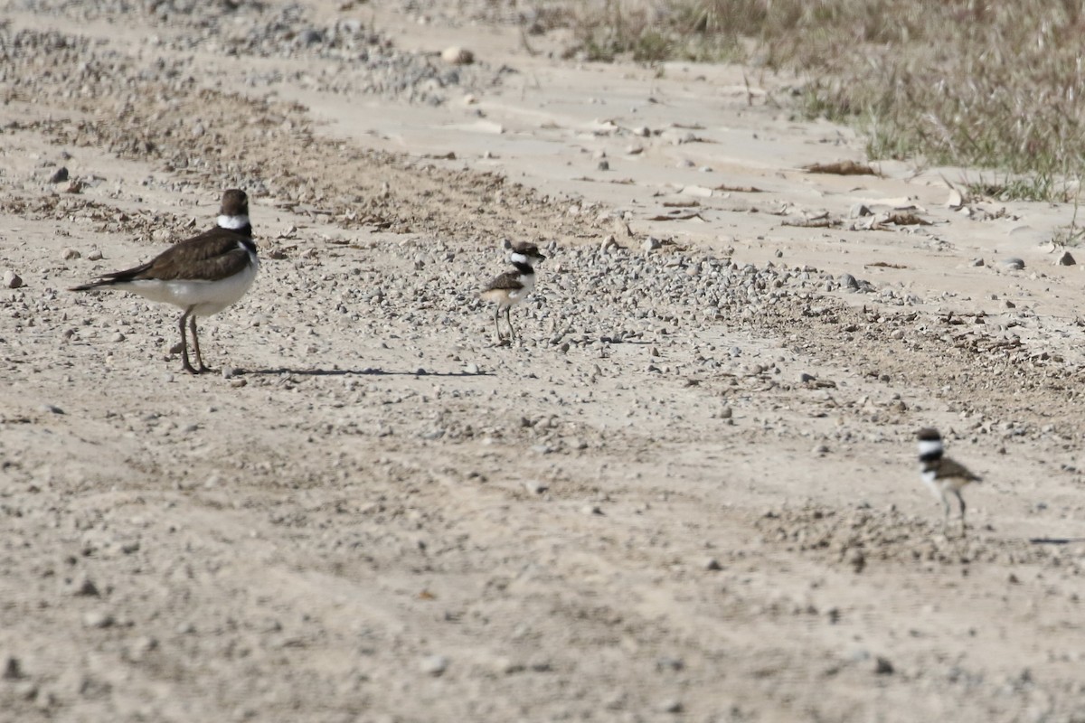 Killdeer - ML618464457