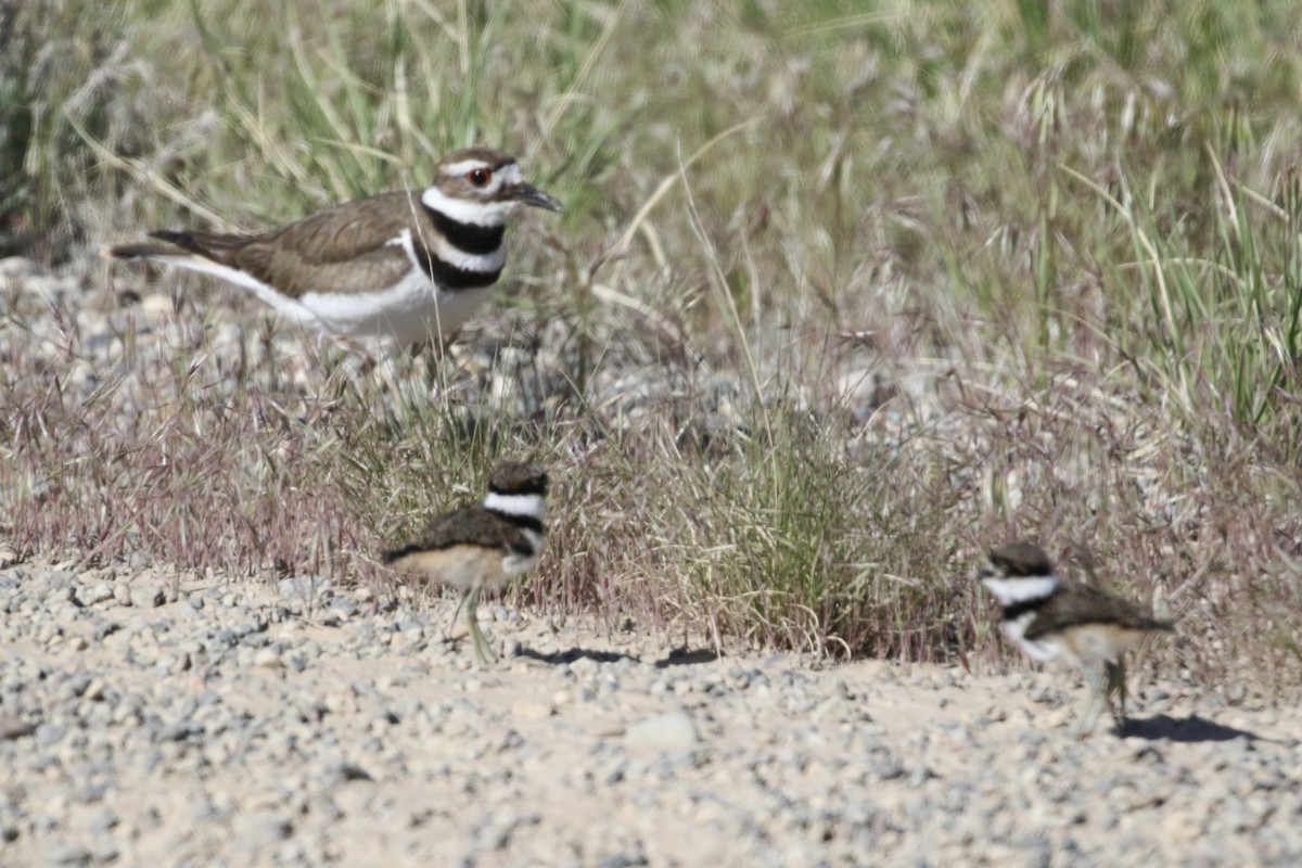 Killdeer - ML618464460