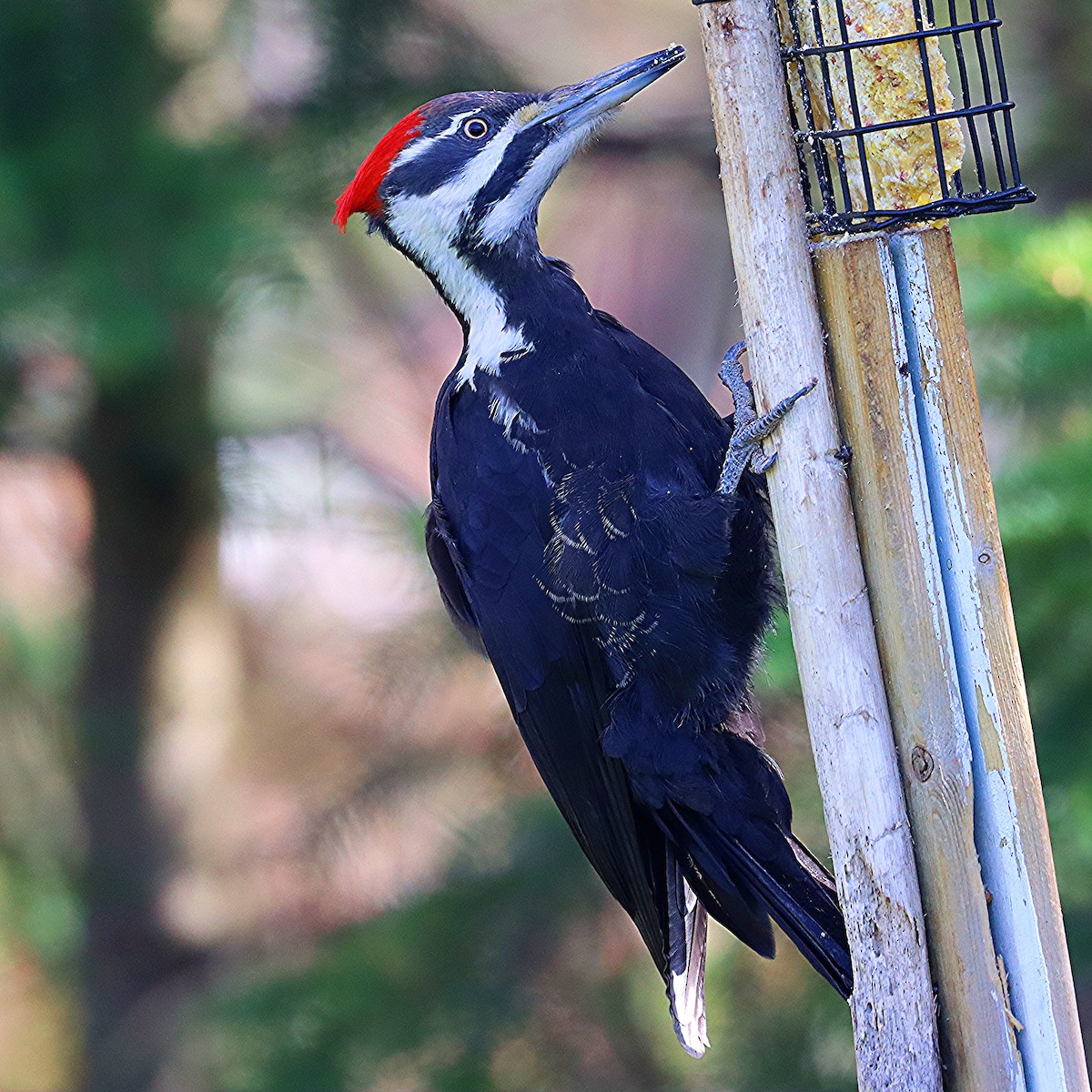 Pileated Woodpecker - ML618464476