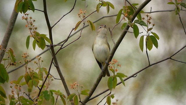 Warbling Vireo - ML618464477