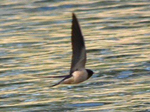 swallow sp. - Marty Hoag