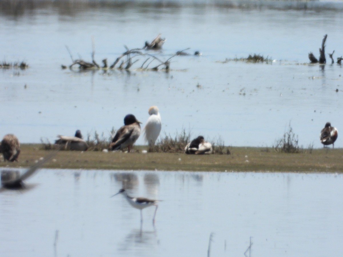 Western Cattle Egret - ML618464490