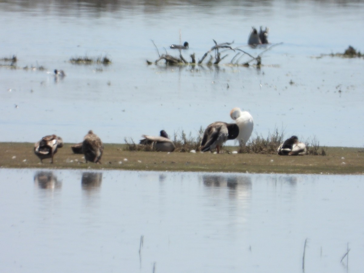 Western Cattle Egret - ML618464491