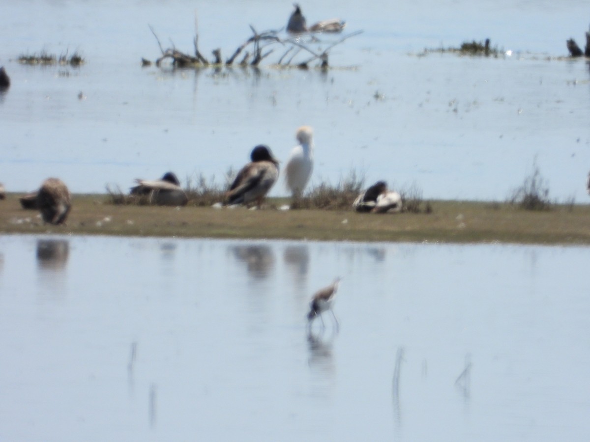 Western Cattle Egret - ML618464492