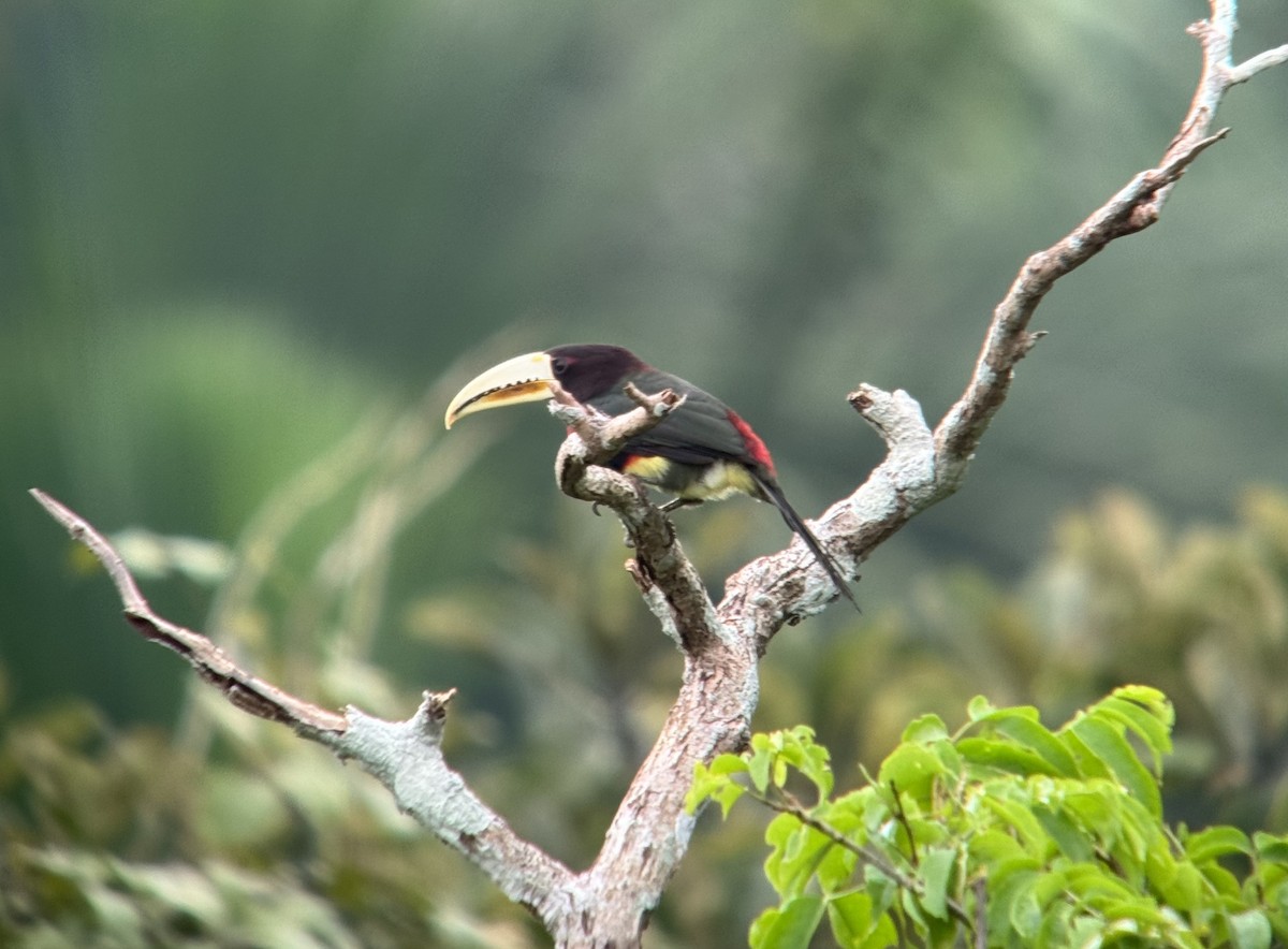 arassari bledozobý (ssp. flavirostris) - ML618464517