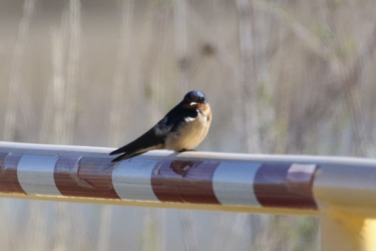 Golondrina Común - ML618464529