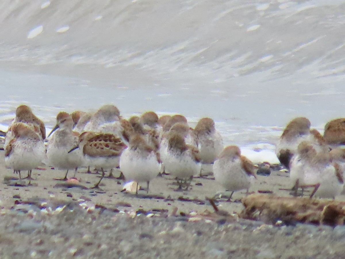 Western Sandpiper - ML618464542