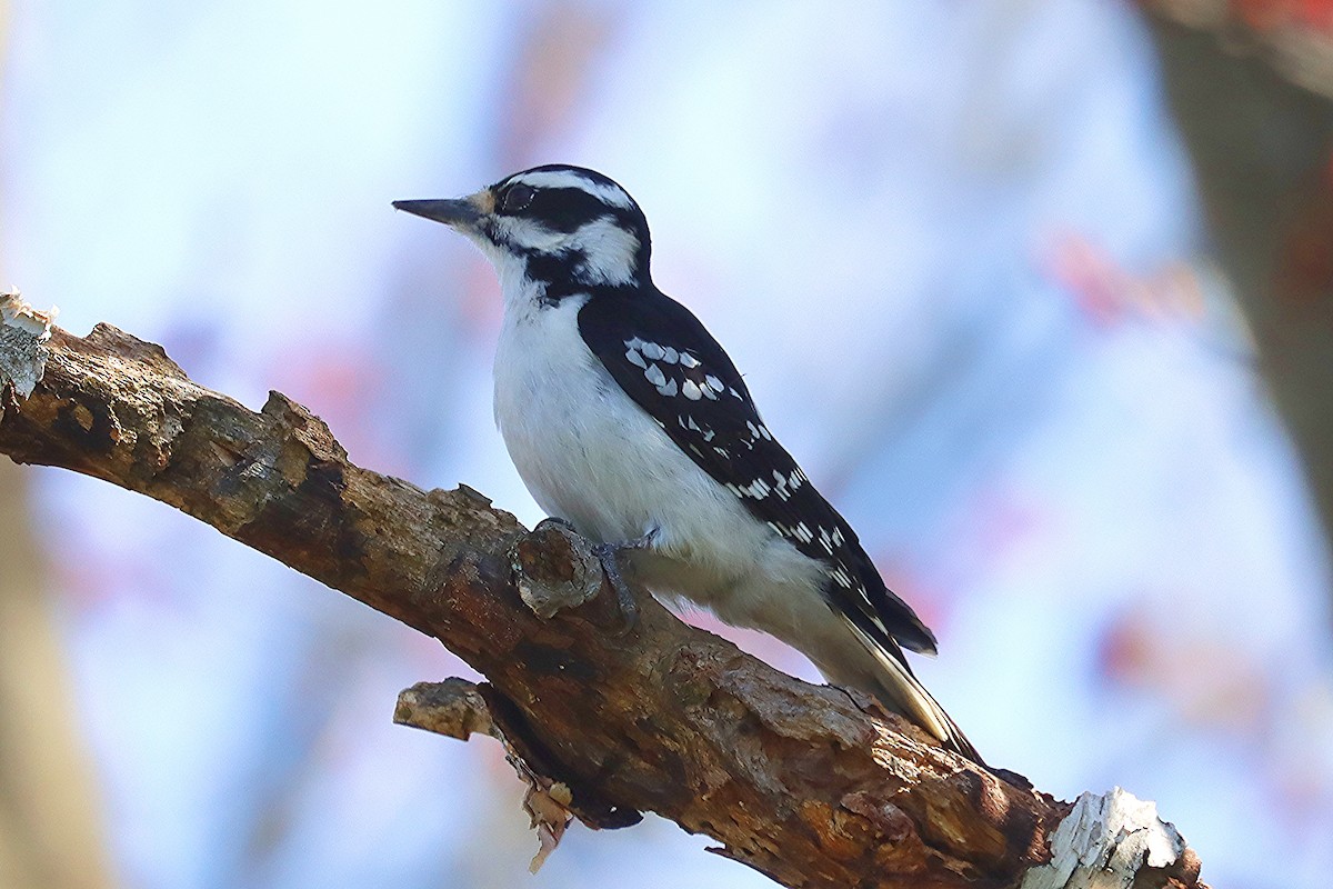 Hairy Woodpecker - Ron and Linda (Tozer) Johnston