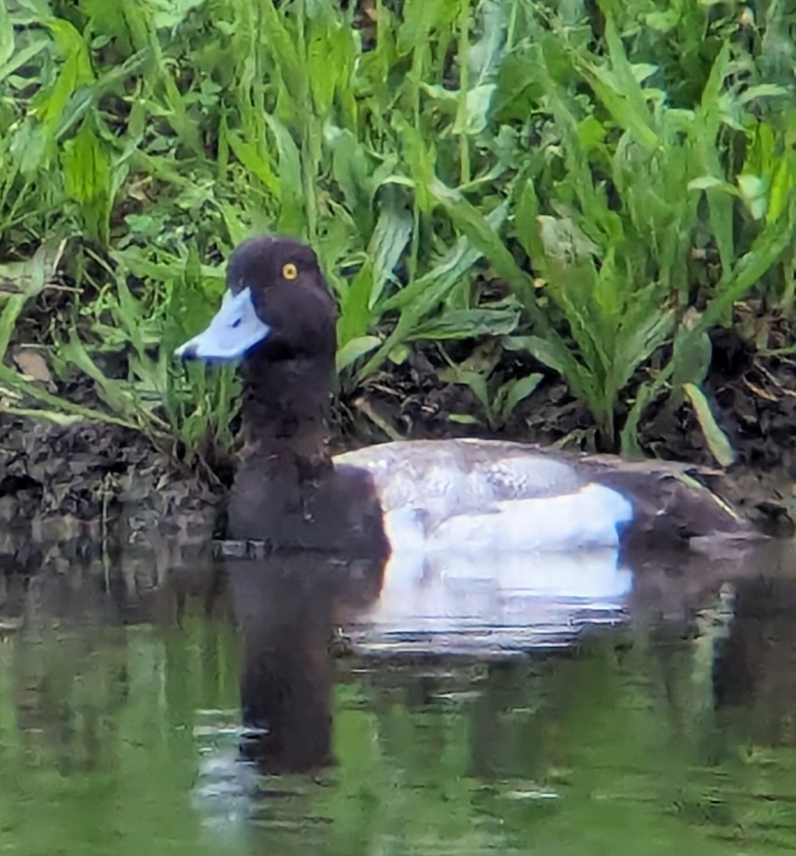 Lesser Scaup - ML618464564