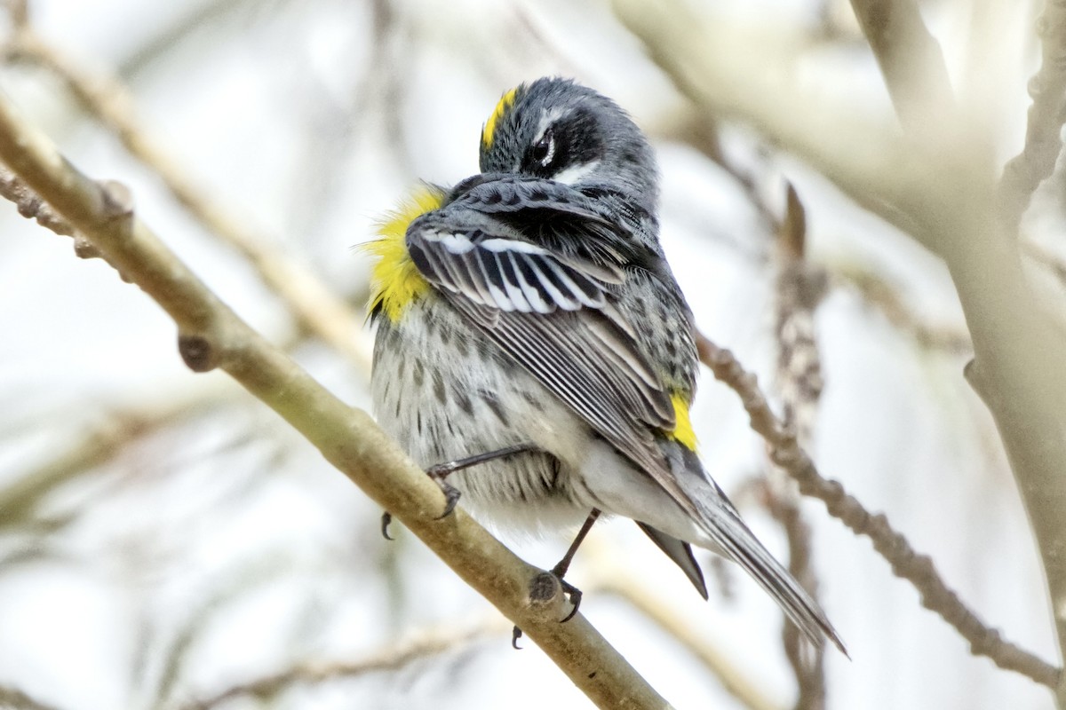 Yellow-rumped Warbler (Myrtle) - ML618464596