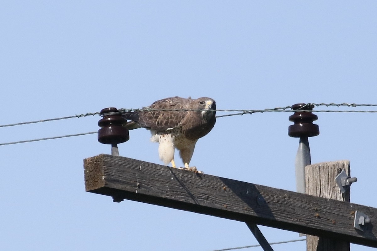 Swainson's Hawk - ML618464606