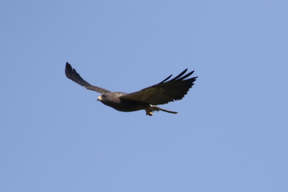 Swainson's Hawk - ML618464608