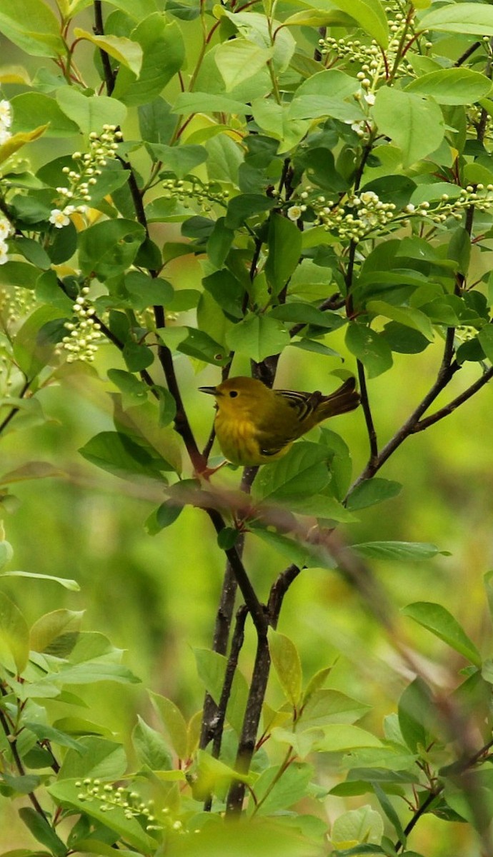 Пісняр-лісовик золотистий - ML618464659