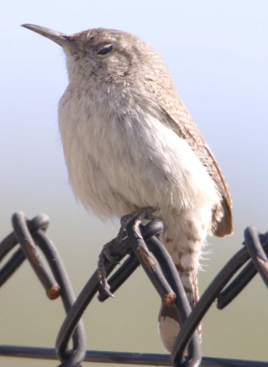 Rock Wren - Barry Spolter