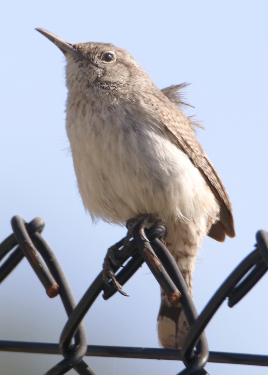 Rock Wren - ML618464678