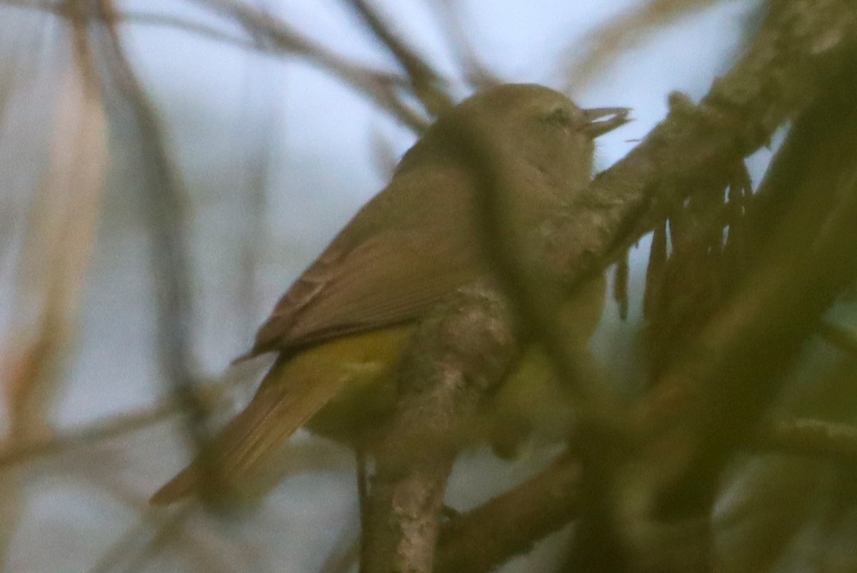 Nashville Warbler - Aldo Bertucci