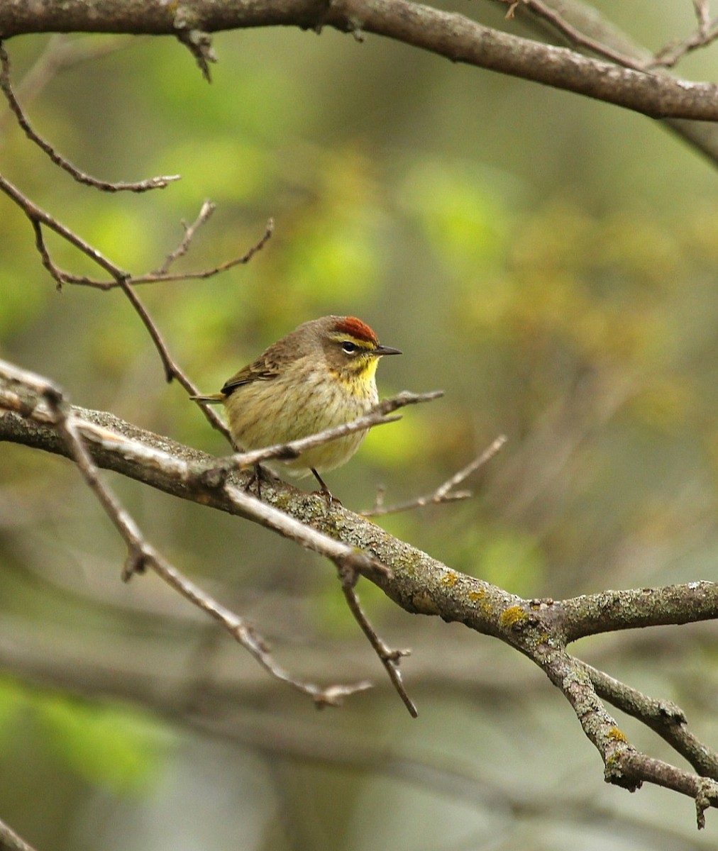 Palm Warbler - Curt Fisher