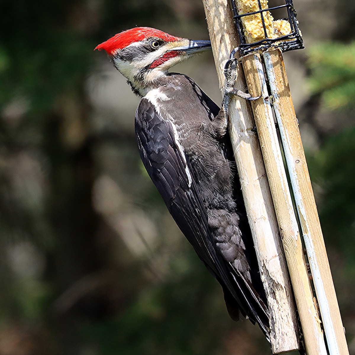 Pileated Woodpecker - ML618464723