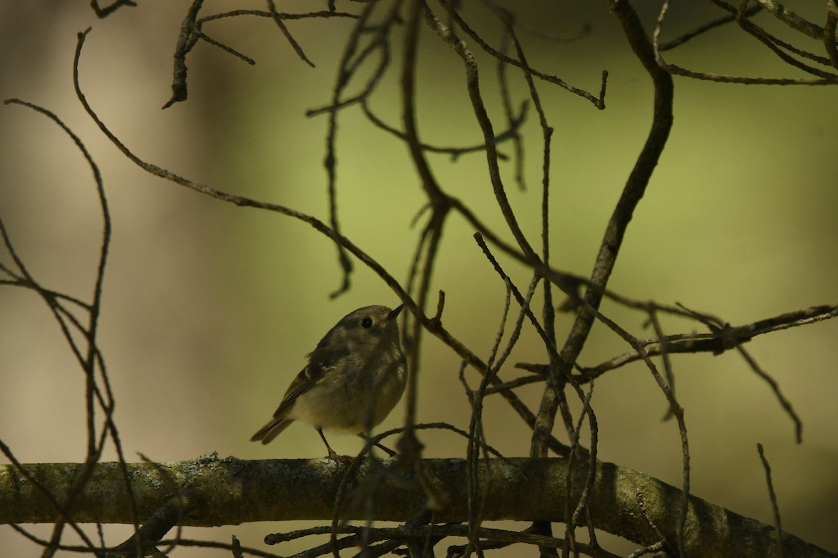 Ruby-crowned Kinglet - ML618464726