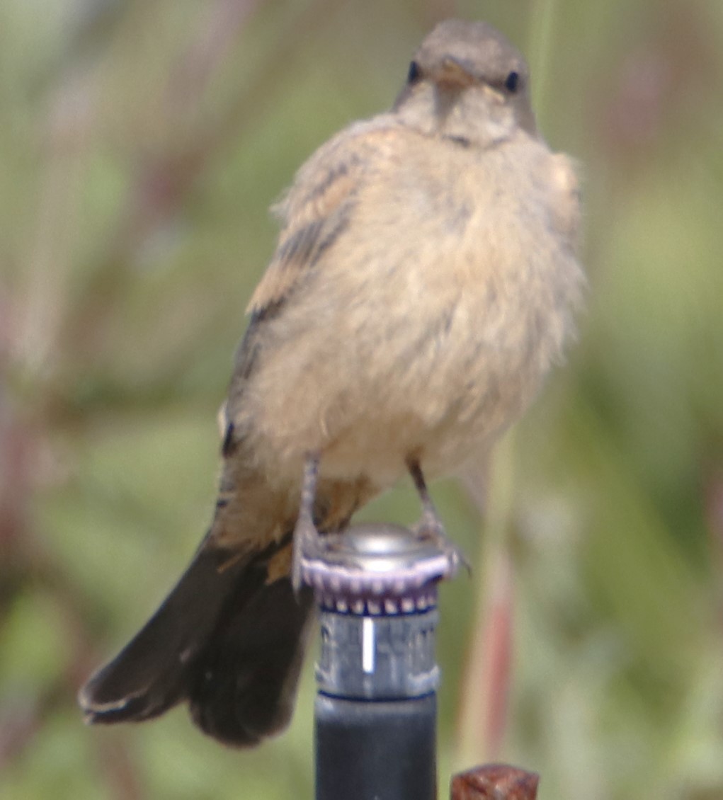 Say's Phoebe - ML618464749