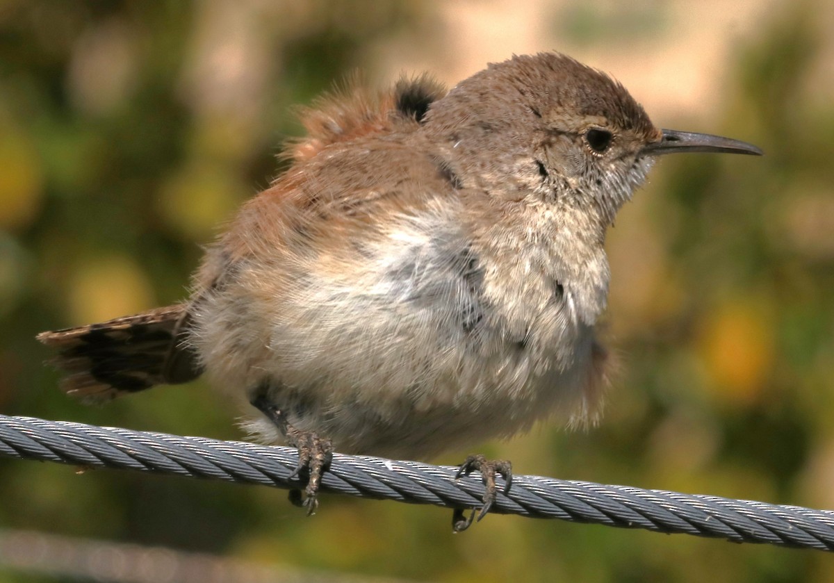 Rock Wren - Barry Spolter