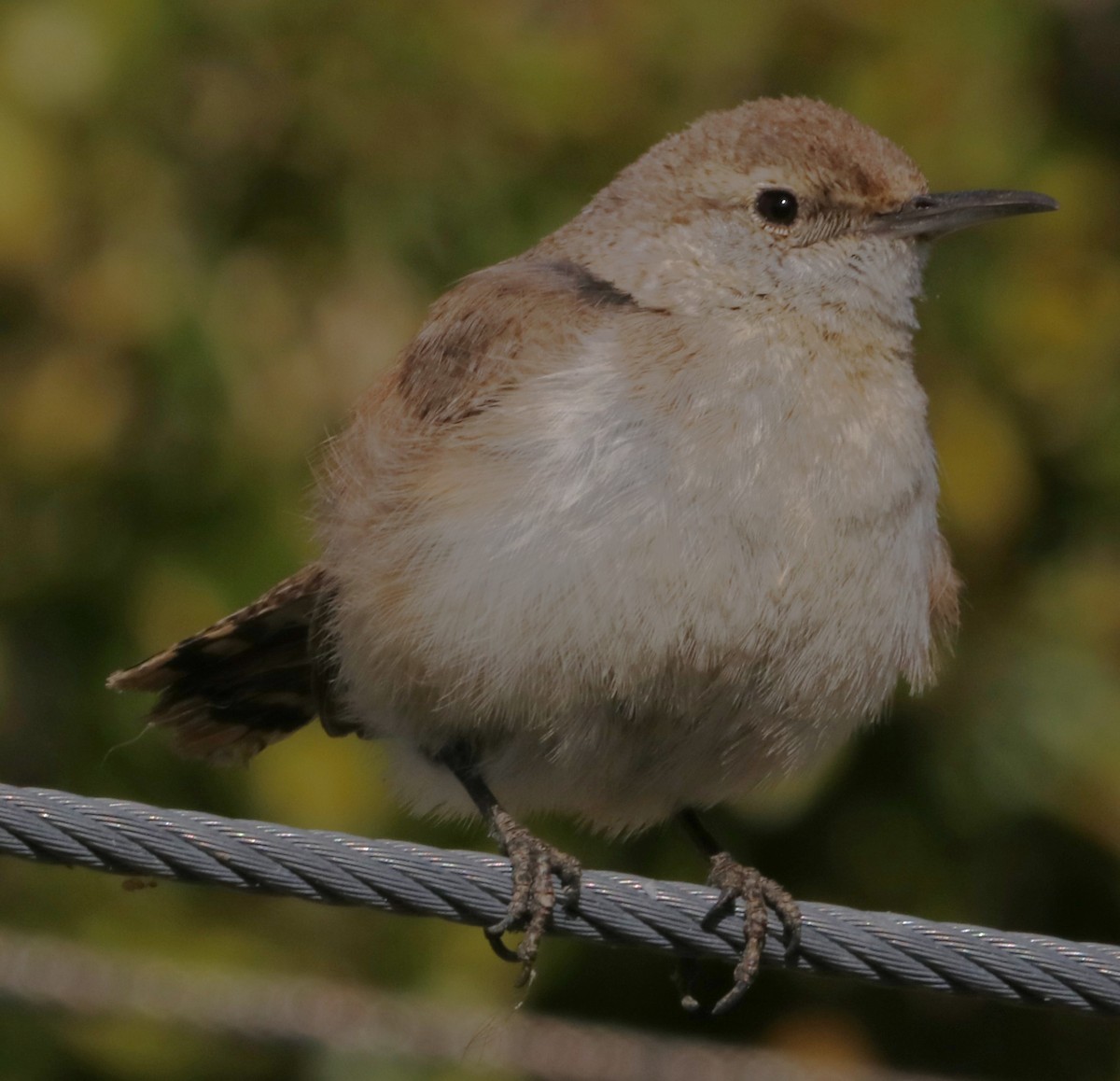 Rock Wren - ML618464752