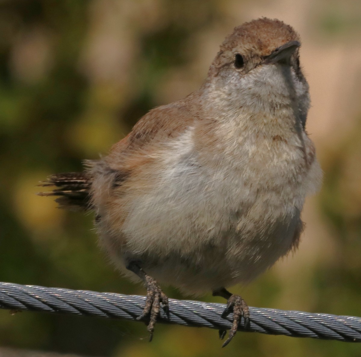 Rock Wren - Barry Spolter