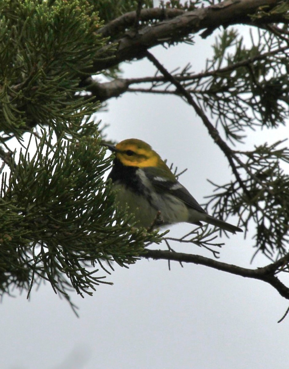 Black-throated Green Warbler - ML618464758