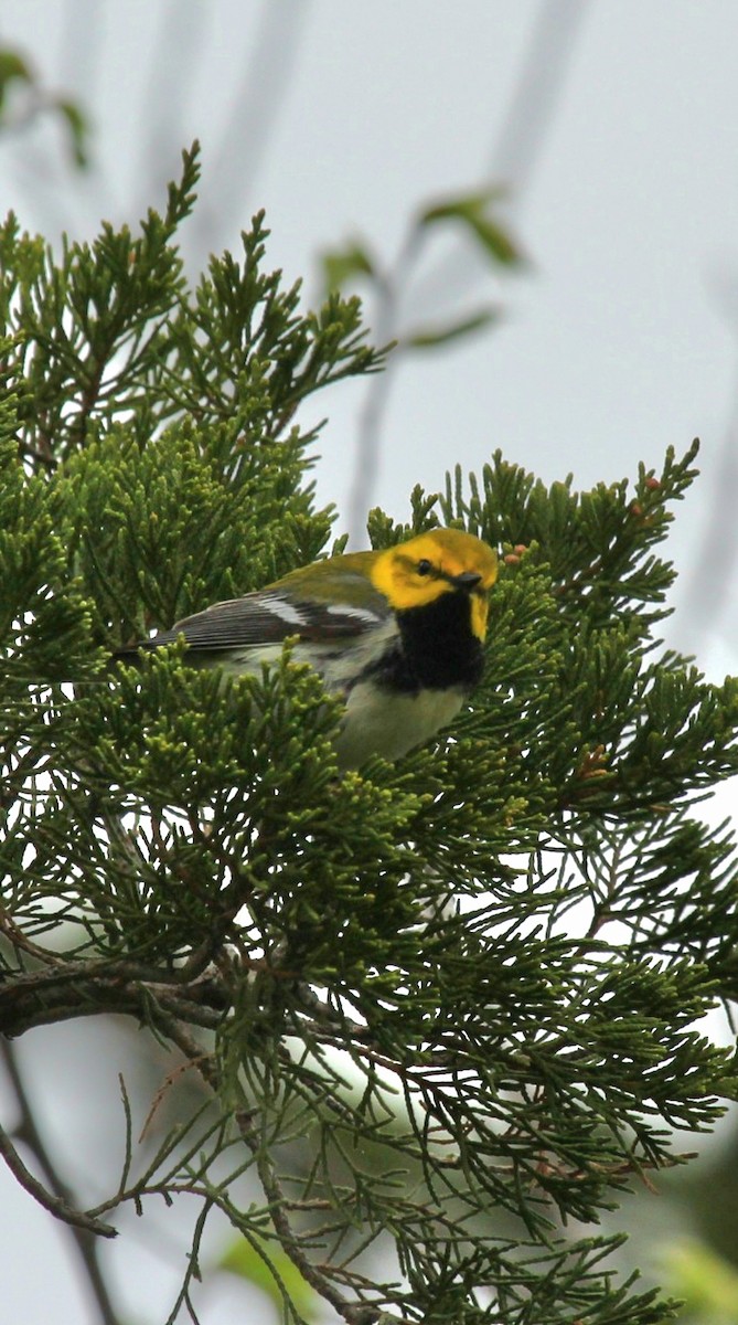 Black-throated Green Warbler - ML618464759