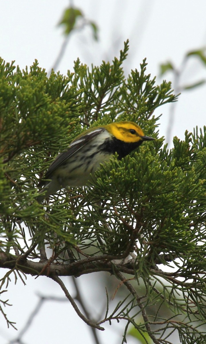 Black-throated Green Warbler - Curt Fisher