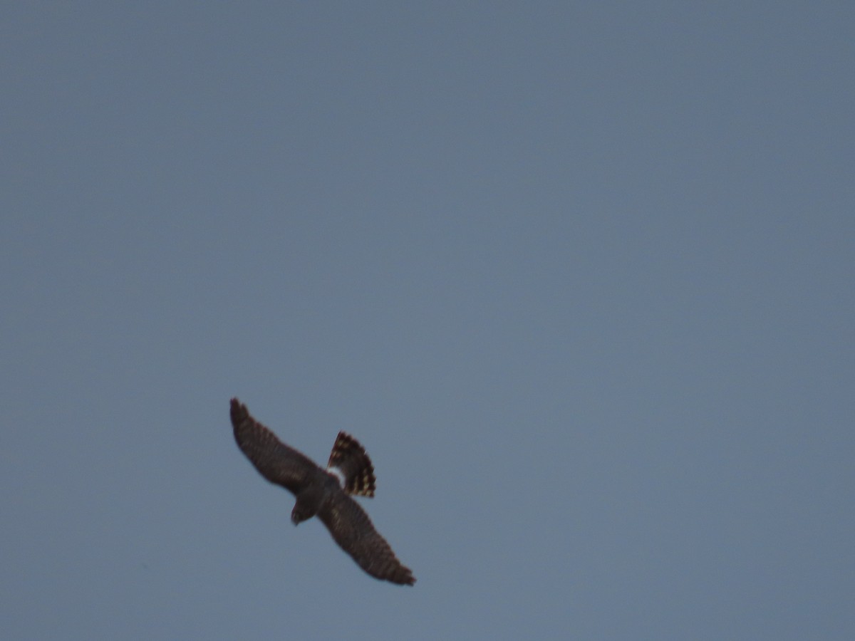 Northern Harrier - ML618464775