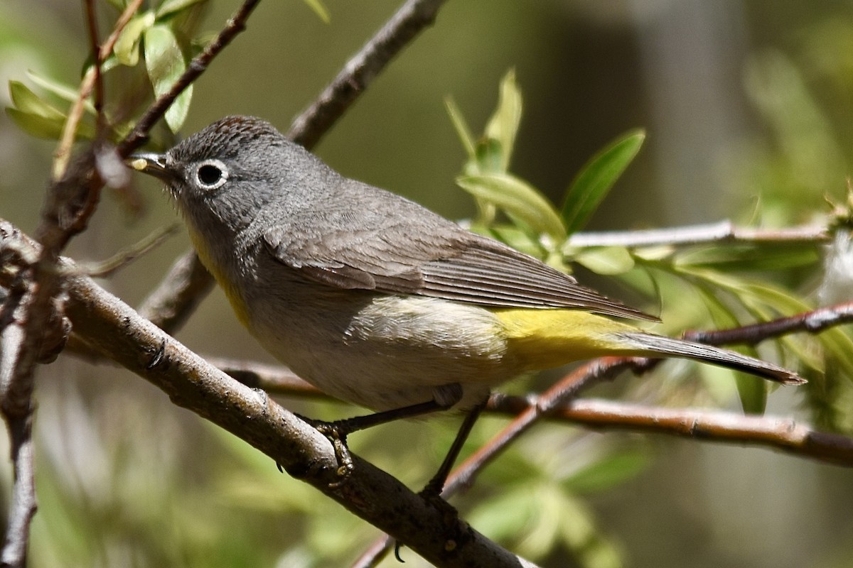 Virginia's Warbler - Michael Smith