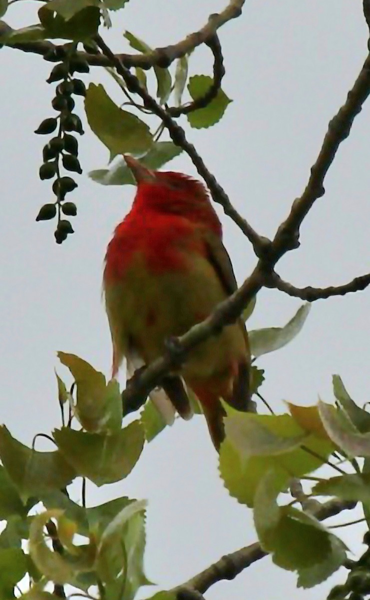 Summer Tanager - ML618464787