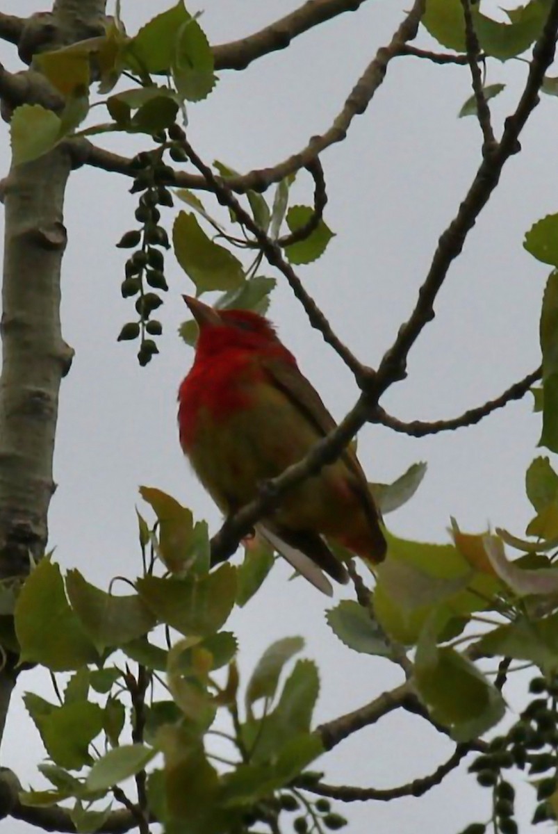 Summer Tanager - ML618464788