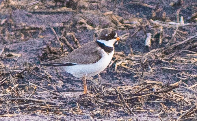 Semipalmated Plover - Anuj Ghimire