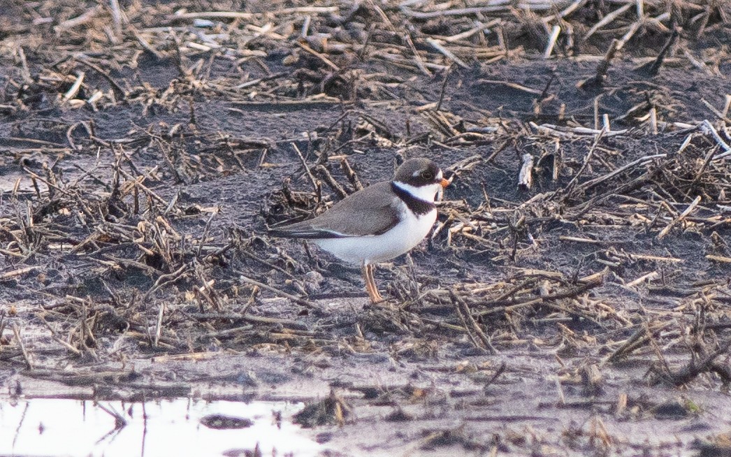 Semipalmated Plover - ML618464833