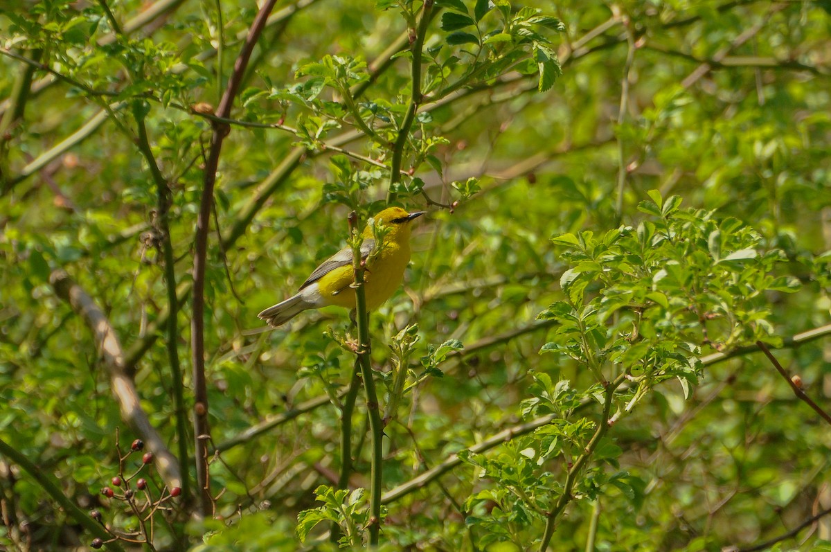 Blue-winged Warbler - Sam Collins