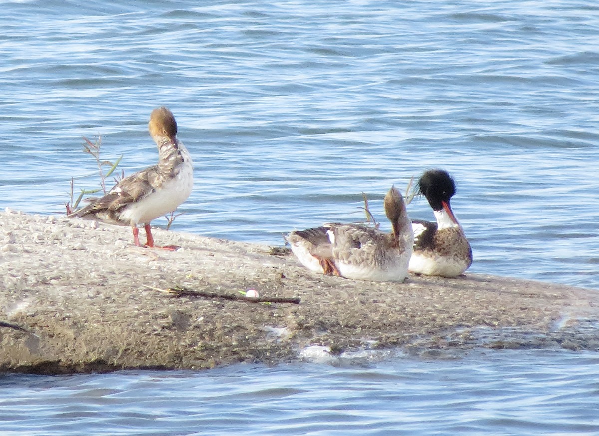 Red-breasted Merganser - ML618464872