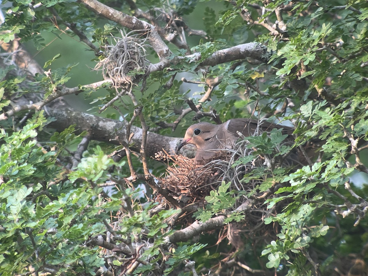 Mourning Dove - ML618464879