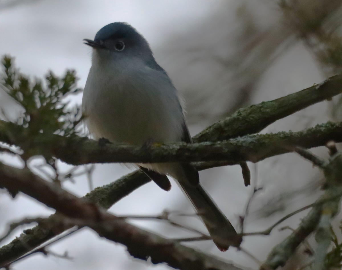 Blue-gray Gnatcatcher - Aldo Bertucci