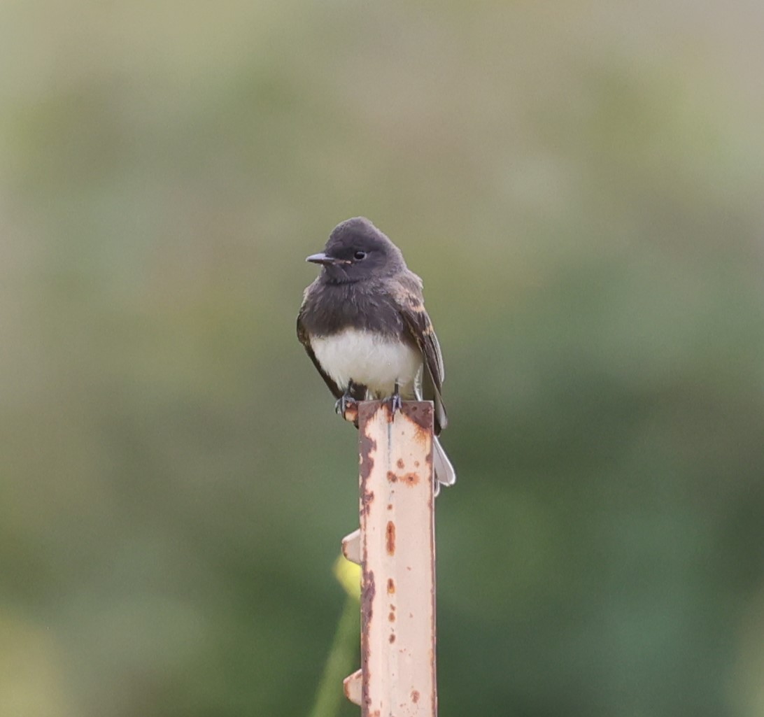 Black Phoebe - Gail DeLalla