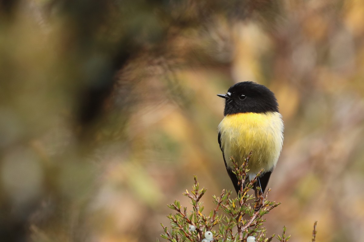 Tomtit (New Zealand) - ML618464934