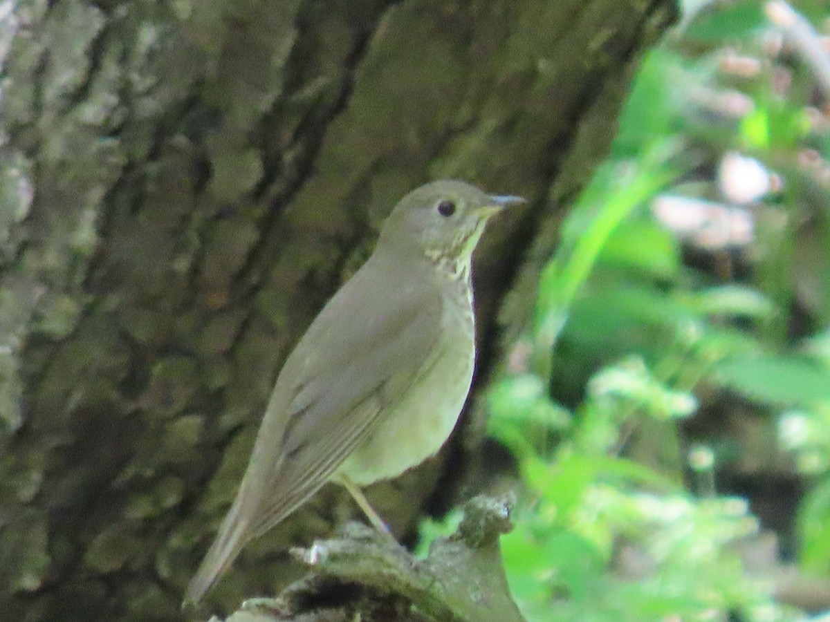 Gray-cheeked Thrush - ML618464944