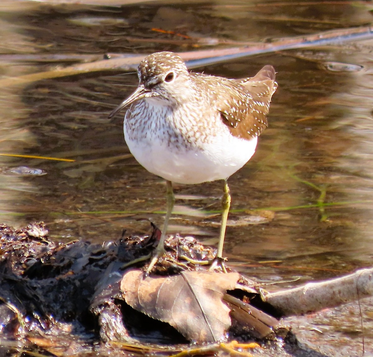 Solitary Sandpiper - ML618464948