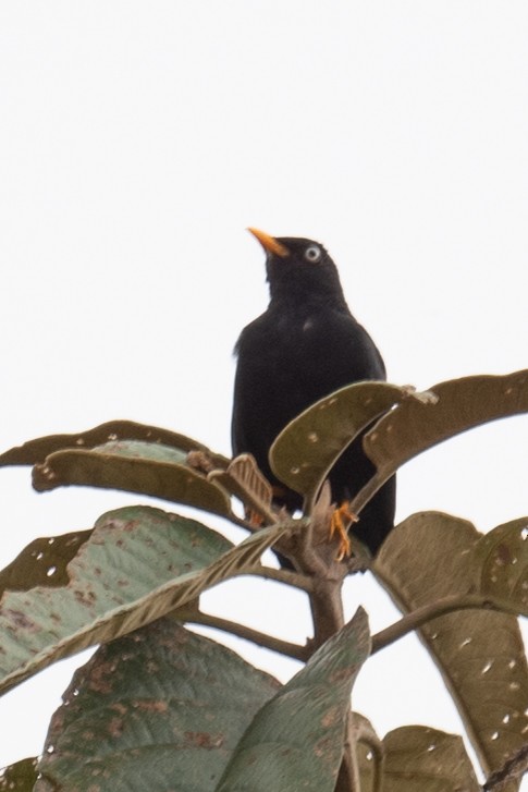 Pale-eyed Thrush - Ross Bartholomew