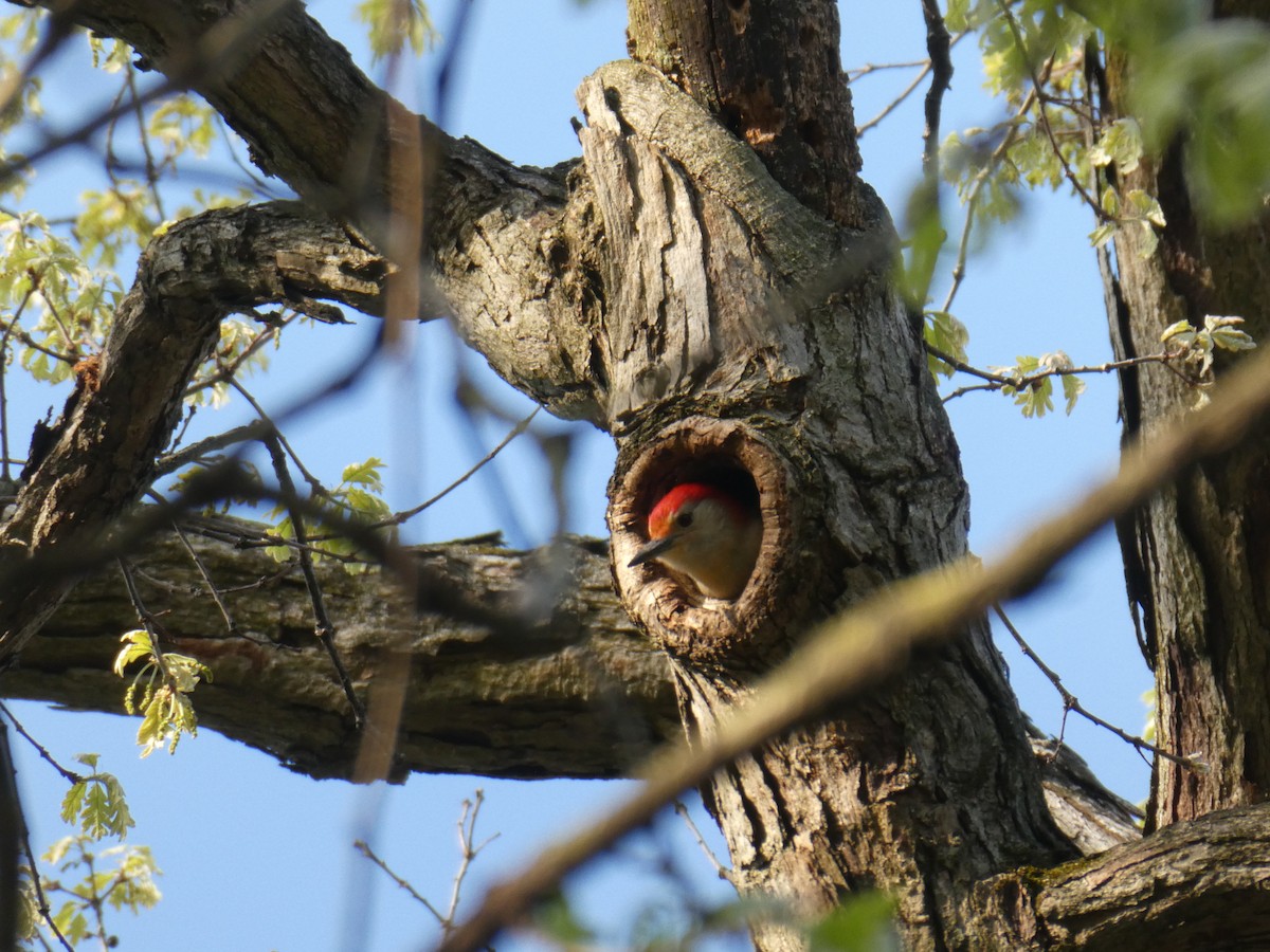 Red-bellied Woodpecker - ML618464990