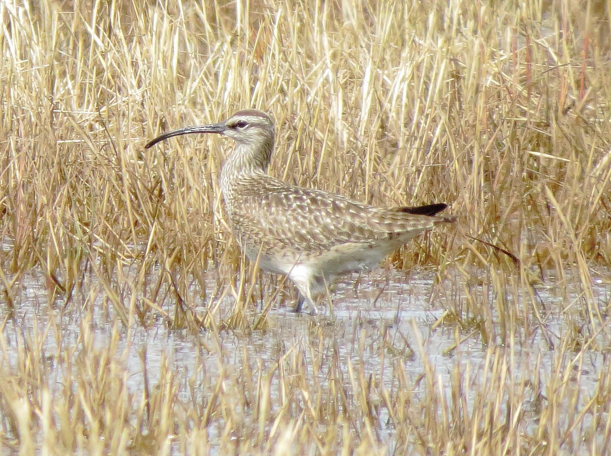 Whimbrel - ML618464992