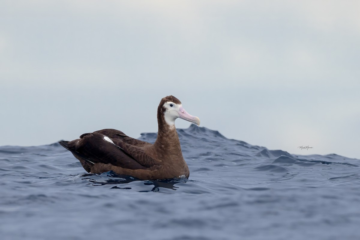 Antipodean Albatross - ML618464996