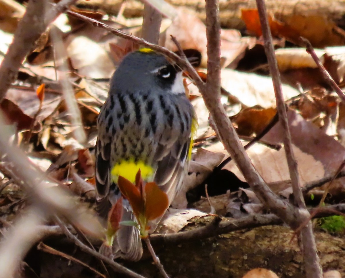 Yellow-rumped Warbler (Myrtle) - ML618465041