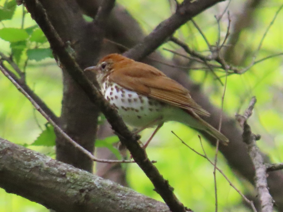 Wood Thrush - ML618465057